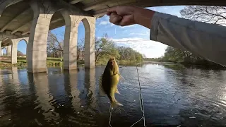 Fly Fishing San Gabriel River in Georgetown Texas.