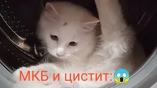 Цистит и мочекаменная болезнь у кошек🐱 Что нужно знать владельцу🤔