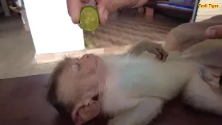 Lemon juice on monkey's mouth prank | prank on sleeping monkey