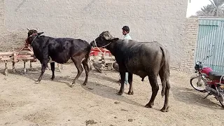 natural animal meeting|cow bull and buffalo|#hybridmating|#crossmeeting