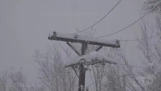 03-14-2021 Fort Collins,CO - Trees Down and Stuck Vehicles