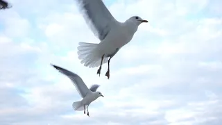 Чайки - попрошайки ... Видео О. Дзиов