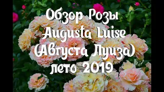 Обзор розы Augusta Luise (Августа Луиза) Tantau