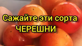 Посадите лучшие сорта ЧЕРЕШНИ для средней полосы. Плодоносят на 2, 3 год.