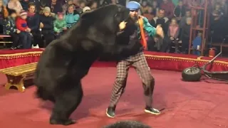Медведь напал во время циркового  выступления на дрессировщика в Карелии