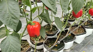 Sweet Red Bell Pepper