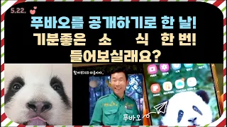 🐼 푸바오를 공개하기로 한 날!