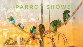 Parrot shows || Tenerife Spain || Loro parque shows || সবচেয়ে বড় Parrot shows