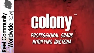 Tutorial ATM Colony Nitrifying Bacteria