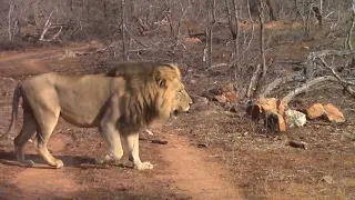 Big male lion Mohlabesti patrolling territory with his sons