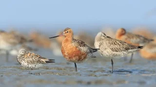 Saving the Bar-Tailed Godwit