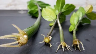 ZZ Plant Propagation In Water (Super Bonsai)