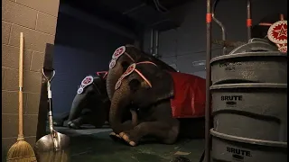 Elephants suffering behind the scenes at Hadi Shrine Circus_November 28, 2019