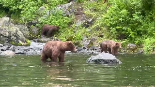 Redoubt Bay Lodge Bears