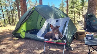 Solo camping in Forest, Relaxing with My Dog | Cosy Nature ASMR