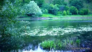 ГАРНЕ ВІДЕО! Ранкові ЗВУКИ ПРИРОДИ, СПІВ ПТАХІВ на річці для релаксу і медитації