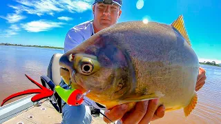 COMO PESCAR PACU NA ARTIFICIAL