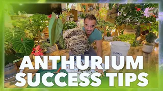 Anthurium Success Secrets Revealed