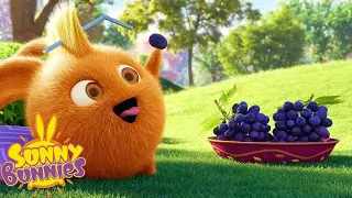 Sweet Berries | SUNNY BUNNIES | Cartoons for Kids | WildBrain Zoo