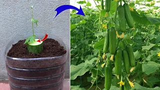 Few people know that cucumbers can be propagated this way | Relax Garden