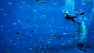 Discover the Peaceful Underwater Sounds of Georgia Aquarium