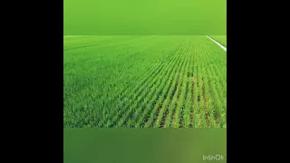 Wonderful view of rice fields from a drone😍😍😍😍