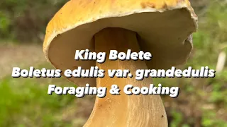 King Bolete (Boletus edulis var. grandedulis) Foraging & Cooking