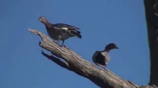 Australian Wood Duck