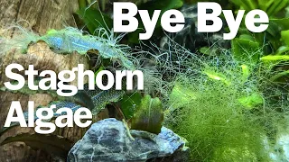 How to get rid of staghorn algae 🦌🌿