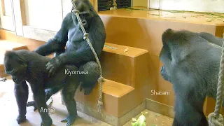 Awkward Moment Between Silverback Gorilla and His Kids | The Shabani Group