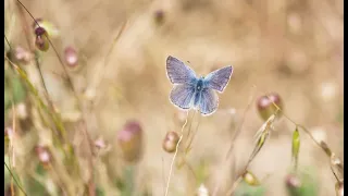 Extinction to Stewards: Learning from Xerces Blue