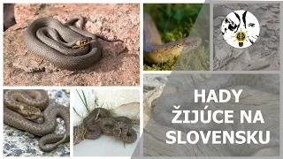 Hady žijúce na Slovensku - UNIKÁTNE INFORMÁCIE ep. 20