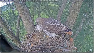 Angel Leucistic Hawk ~ NAIL-BITER MOMENT! Tom Sees Chick #2 First Time! Angel Returns Baby OK 5.1.23