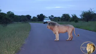 Is Casper The White Lion A Dad Of Three Cubs Spotted Recently?