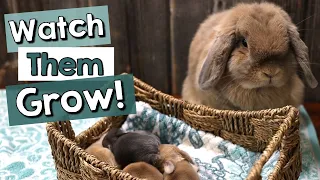 Baby Bunnies' First Week - Watch them GROW!