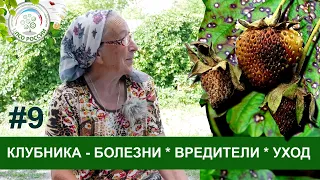 Болезни, вредители, уход за клубникой. Ответы на вопросы по выращиванию клубники #9