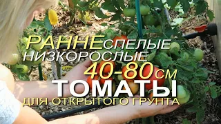 СЕМЬ РАННЕСПЕЛЫХ НИЗКОРОСЛЫХ ТОМАТОВ для открытого грунта! Советы от ЗЕЛЕНОГО ОГОРОДА!