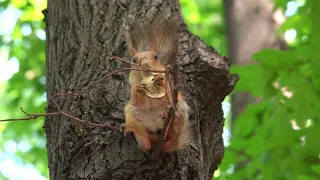 Я не узнал Белку-строителя / I didn't recognize Construction Squirrel.