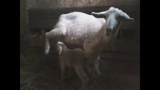 Когда можно пить козье молоко после окота?🐐