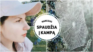 Agresorius/narcizas spaudžia į kampą?