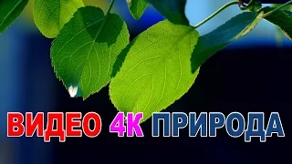 Видео  природа 4к UHD Самое красивое видео