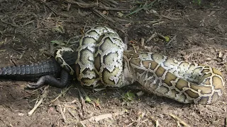 ПИТОНЫ В ДЕЛЕ! Эти змеи могут съесть как антилопу, так и крокодила!