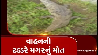 6 feet long crocodile died after getting hit by an unknown vehicle in Vadodara