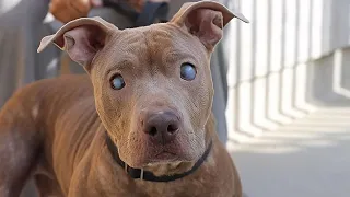 You Won't Believe the Ordeal This Blind Pitbull Faced from Her Human Family