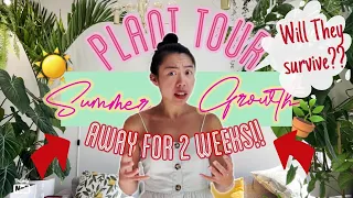 HOUSEPLANT TOUR of Summer Growth | 2 weeks CHANGE | Hoya SEEDPODS | Philodendron | Monstera | Flower