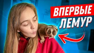 ВПЕРВЫЕ: ЛЕМУР ЛОРИ! ЭТО РАЗВЕ ОБЕЗЬЯНА?! //САМЫЙ МЕДЛЕННЫЙ ДЕНЬ