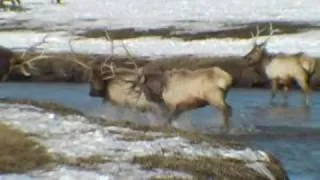 Wyoming Wildlife Hunting Video