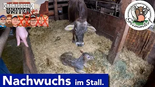 FarmVLOG#214  - Nachwuchs im Stall und "Scheißarbeit"😀  #LMSDV