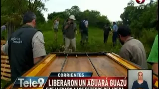 Liberaron un aguará guazú