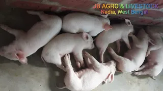 large white Yorkshire piglets